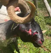 Attaque de chien au lac Marion : le berger dénonce l'impunité