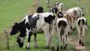 Attaque de vaches en Autriche : une femme tuée, son mari blessé