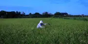 Au Japon, le riz, don des dieux, bien plus qu'un aliment