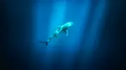 Australie : deuxième attaque mortelle de requin en une semaine