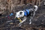 Australie : un chien sauveteur de koalas recherché pour succéder à Bear