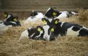Autriche : une femme tuée par un troupeau de vaches dans le Tyrol