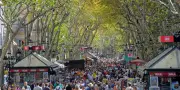 À Barcelone, la fin annoncée des platanes emblématiques