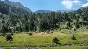 Bergers des Pyrénées-Orientales : création d'une section syndicale CGT