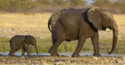 Biodiversité : des scientifiques contestent les chiffres alarmistes du WWF