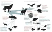 Biodiversité : pas d'extinction de masse généralisée, mais on s'en approche