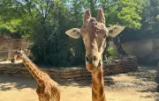Bioparc de Doué-la-Fontaine : 2e zoo le plus éthique du monde