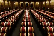 Bordeaux 2025 : le millésime de la renaissance après la crise
