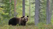Bulgarie : un homme tué par une ourse dans le massif du Vitosha
