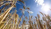 Canicule mai 2026 : 13 départements en orange, pointes à 39°C
