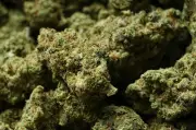 Cannabis californien importé en France via des colis pollués : 430 kg saisis