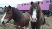 Championnat régional d'attelage : poneys et enfants au rendez-vous