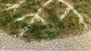 Chassé-croisé artistique à la Maison d'Emma : mémoire et nature