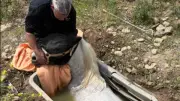 Cheval piégé dans une cuve près de Perpignan : sauvé après 5h d'intervention