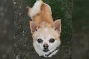 Chihuahua sans laisse : un retraité interpellé et fouillé à Paris