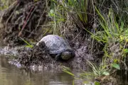 Cistude d'Europe : notre photographe capture la rare tortue d'eau douce