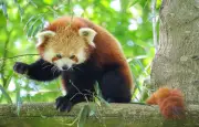 Classement National Geographic : un zoo français deuxième mondial