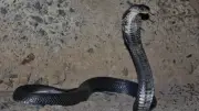 Cobra en liberté à Castelginest : appel à la vigilance en Haute-Garonne