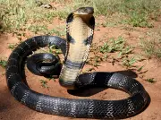 Cobra en liberté à Castelginest : collège et parcs fermés par précaution
