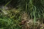 Cobra extrêmement venimeux aperçu près de Toulouse : branle-bas de combat