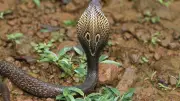 Cobra à lunettes en liberté en Occitanie : un spécialiste met en garde contre tout héroïsme