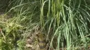 Cobra à lunettes toujours en fuite à Castelginest : écoles rouvertes