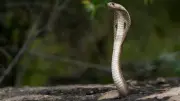 Cobra venimeux en fuite en Occitanie : les autorités en alerte