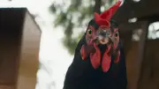 « Cocotte » : un film hilarant et engagé avec une poule en star