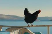 « Cocotte » : une poule dans l'Odyssée moderne, critique du film