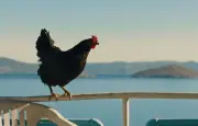Cocotte : une poule intrépide s'évade et critique la société