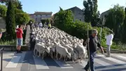 Colombiers célèbre la transhumance le 29 mai avec fête et traditions