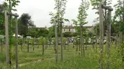 Colère à Courbessac après la plantation d'arbres sur l'ancien terrain de foot