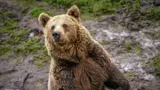 Colère en Occitanie avant l'inauguration d'une statue d'ours