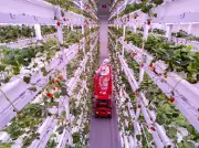 Comment la Chine est devenue le paradis mondial de la fraise