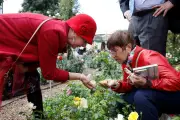Concours de roses à Monaco : experts et public jugent 70 variétés
