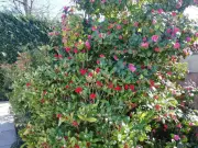 Concours des jardins fleuris au Teich : inscriptions jusqu'au 22 mai