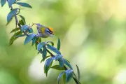 Concours photo d'oiseau de l'année : exposition à Rochefort