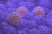 Congrès Asco 2026 : les grandes annonces contre le cancer