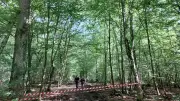 Crash d'un Fouga Magister en forêt de Fontainebleau : l'enquête se poursuit