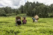 Crise des engrais en Afrique : les agriculteurs face aux incertitudes