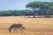 Croatie : ex-directeur de parc national suspecté de chasse illégale