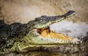 Crocodiles : prédateurs redoutables aux capacités étonnantes