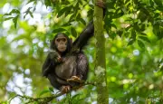 Dans la nature, tricher pour survivre : stratégies évolutives