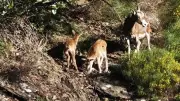 Dans les Cévennes, la vie secrète du mouflon dévoilée