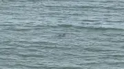Dauphins à Saint-Jean-de-Luz : la Ville envisage de renforcer la sécurité