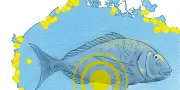 Daurades royales : la surchauffe des lagunes menace leurs migrations