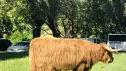 Découverte des vaches Highlands à Puechredon : une race fascinante