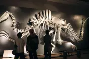 Découverte d'un dinosaure géant en Thaïlande : le Nagatitan