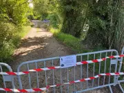 Des cygnes nidifient sur les bords du Lot à Villeneuve-sur-Lot
