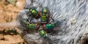 Des insectes qui en disent long aux policiers